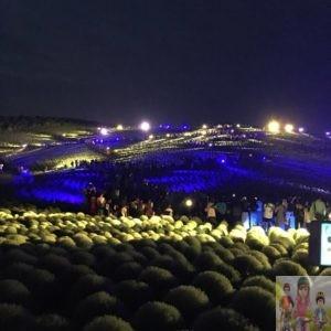 ひたち海浜公園のコキア