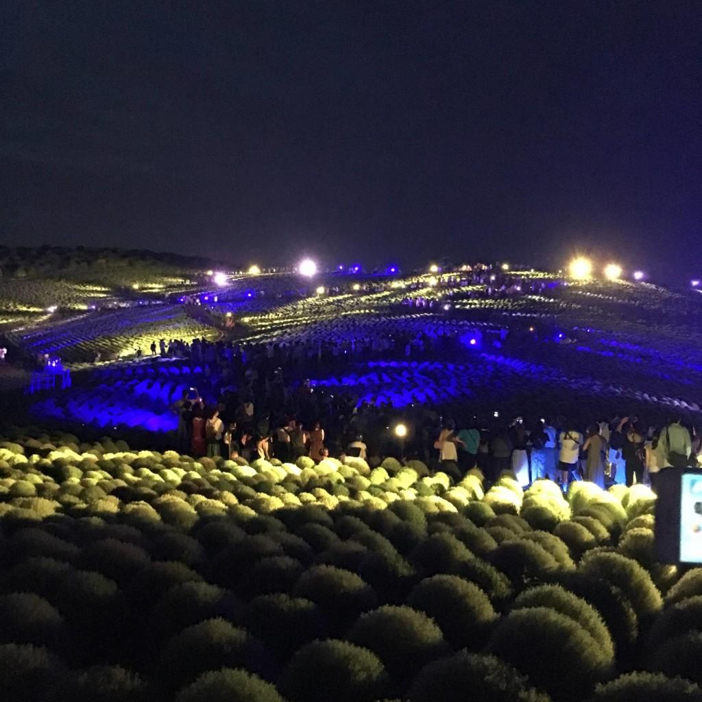 ひたち海浜公園のコキア